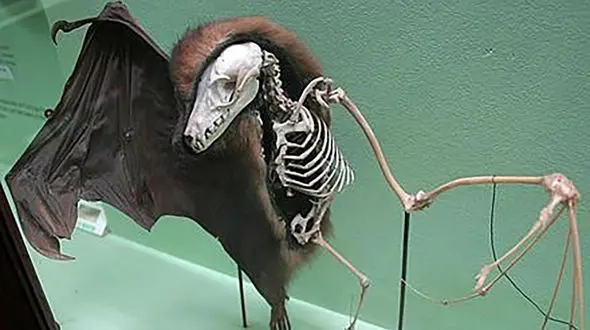 این اسکلت کیست؟