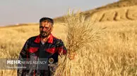 تسویه کامل مطالبات گندمکاران ایلام تا پایان شهریور ماه