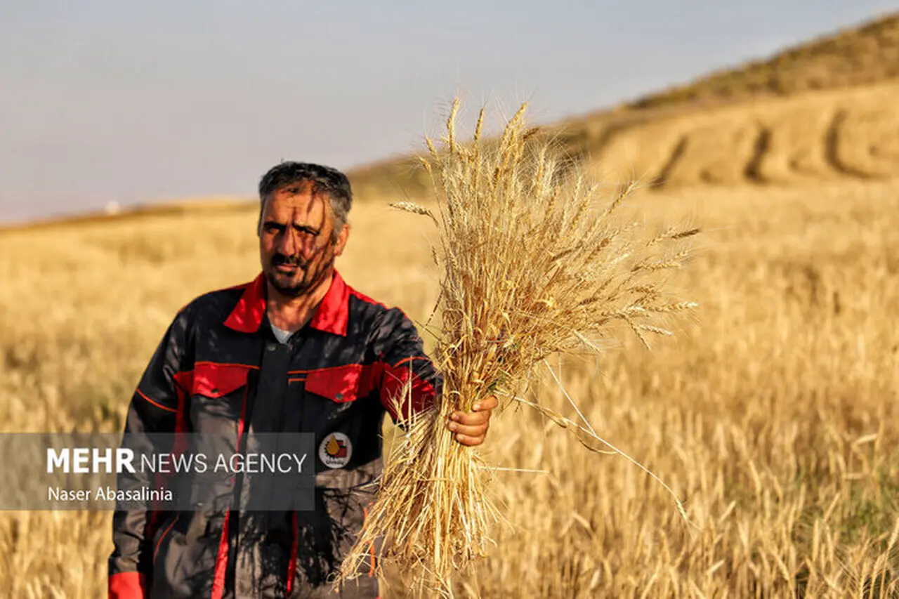 تسویه کامل مطالبات گندمکاران ایلام تا پایان شهریور ماه