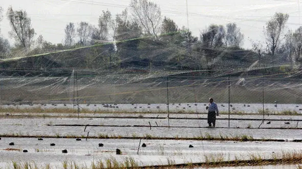 قتلگاه های 800میلیونی میان تالاب ها / قربانیان دو روز جان می کنند تا بمیرند + فیلم