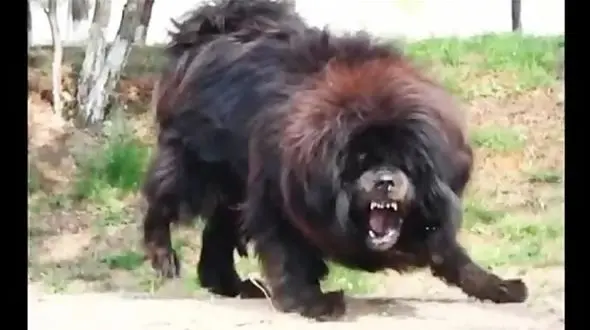 غول پیکرترین سگ ! / از فیل بزرگتر است و مهربان ! + عکس فقط قد و هیکلش را ببینید