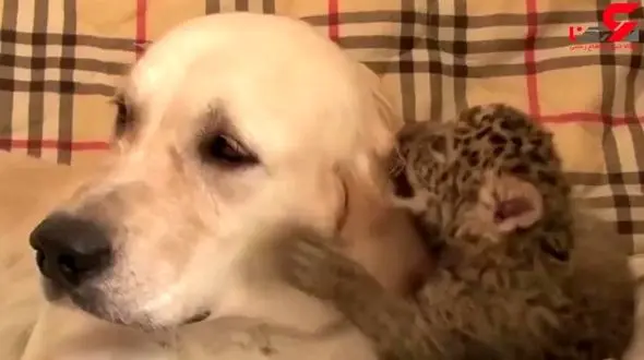 یک سگ به این پلنگ شیر می دهد! + فیلم