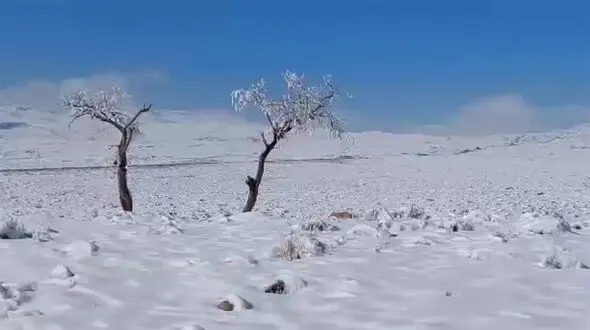 ببینید / طبیعت زیبای برفی دشتخاک زرند در استان کرمان