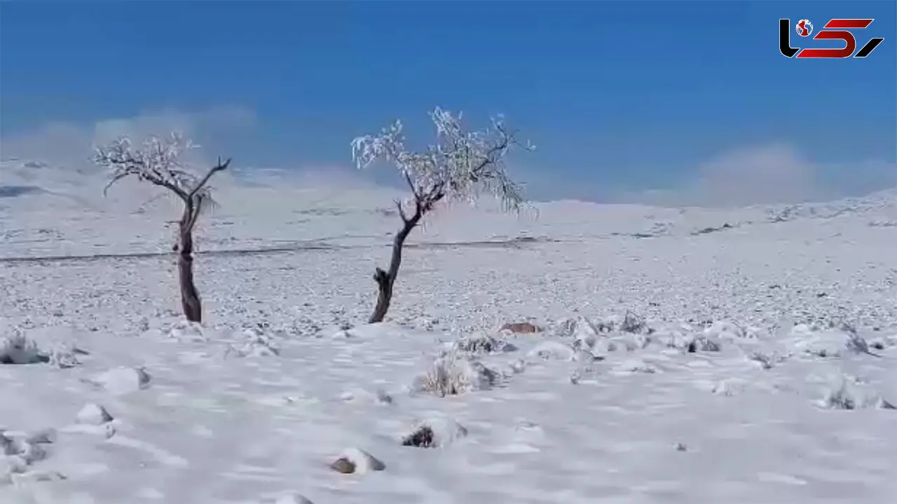 ببینید / طبیعت زیبای برفی دشتخاک زرند در استان کرمان