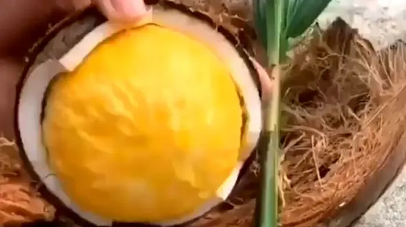 عجیب ترین نارگیل را ببینید / فیلم