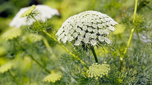 گلپر دوستدار معده شماست 