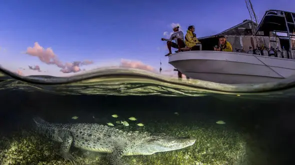 تصویری از لحظه های انتظار تمساح برای شکار