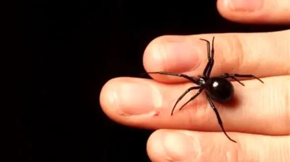 بیوه سیاه سیستان  و بلوچستان را به  وحشت انداخت + عکس