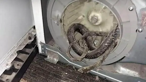 عکس وحشتناک مار سمی در لباس شویی زن خانه دار !