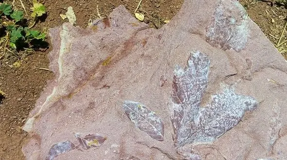 فسیل‌های چند میلیون ساله گیاهی در مشگین شهر کشف شد