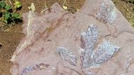 فسیل‌های چند میلیون ساله گیاهی در مشگین شهر کشف شد