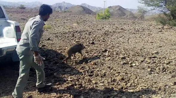 وحشت از گراز وحشی داخل یک کارگاه / در سیستان و بلوچستان رخ داد