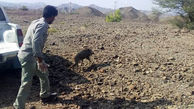 وحشت از گراز وحشی داخل یک کارگاه / در سیستان و بلوچستان رخ داد