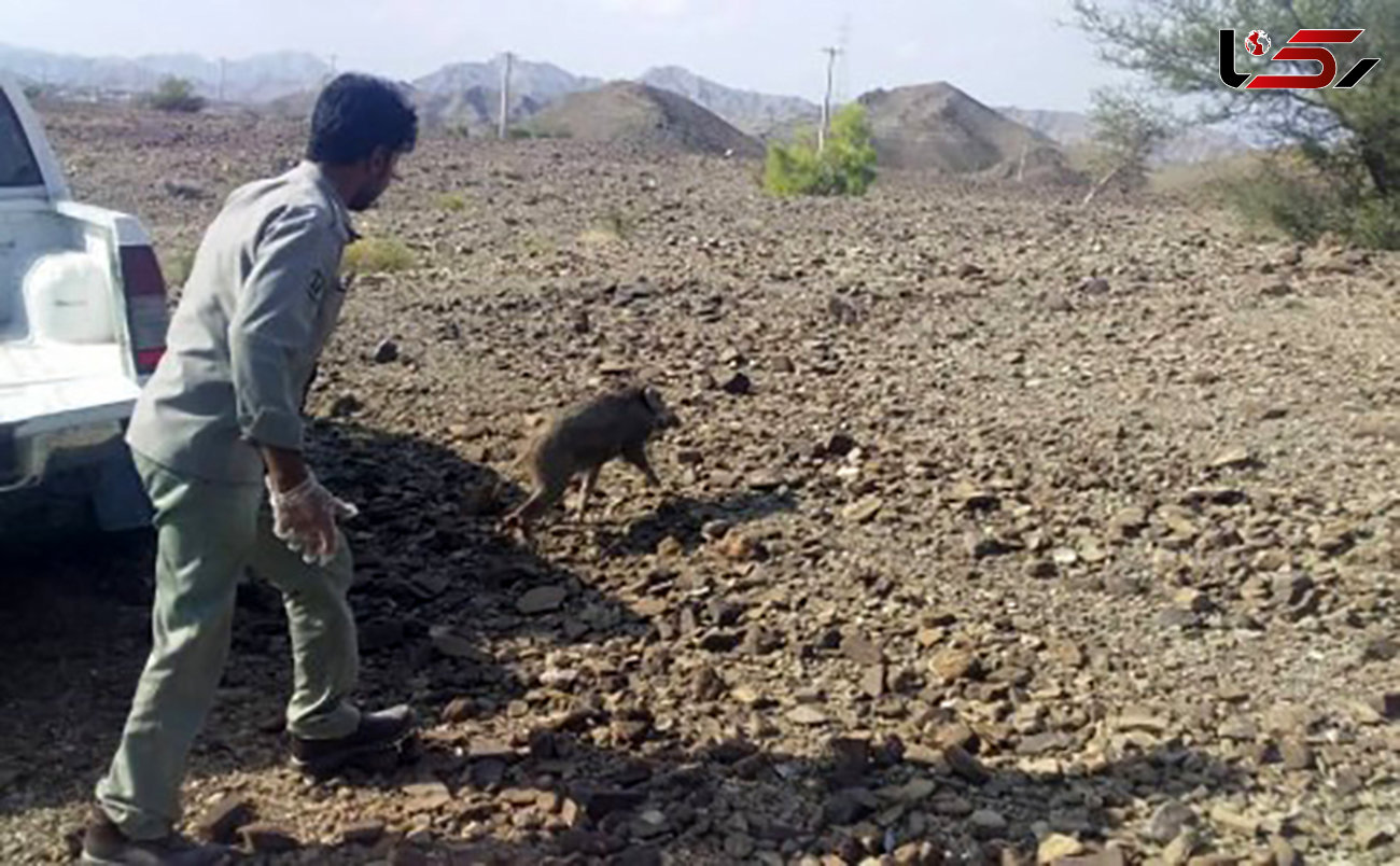 وحشت از گراز وحشی داخل یک کارگاه / در سیستان و بلوچستان رخ داد
