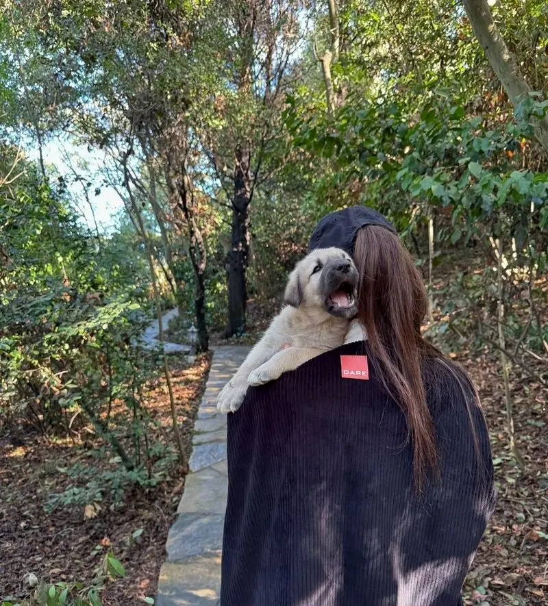 منزل هانده ارچل