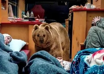 فیلم /سیروس مقدم درباره خرس سریال پایتخت: نخواستیم ضربه روحی به خرس وارد شود با عزت و احترام با حیوان برخورد کردیم/ برای خرس عسل و ماهی دادیم فکر می کنم دو تا سه ساعت آنجا بود و بعد هم خوابید 