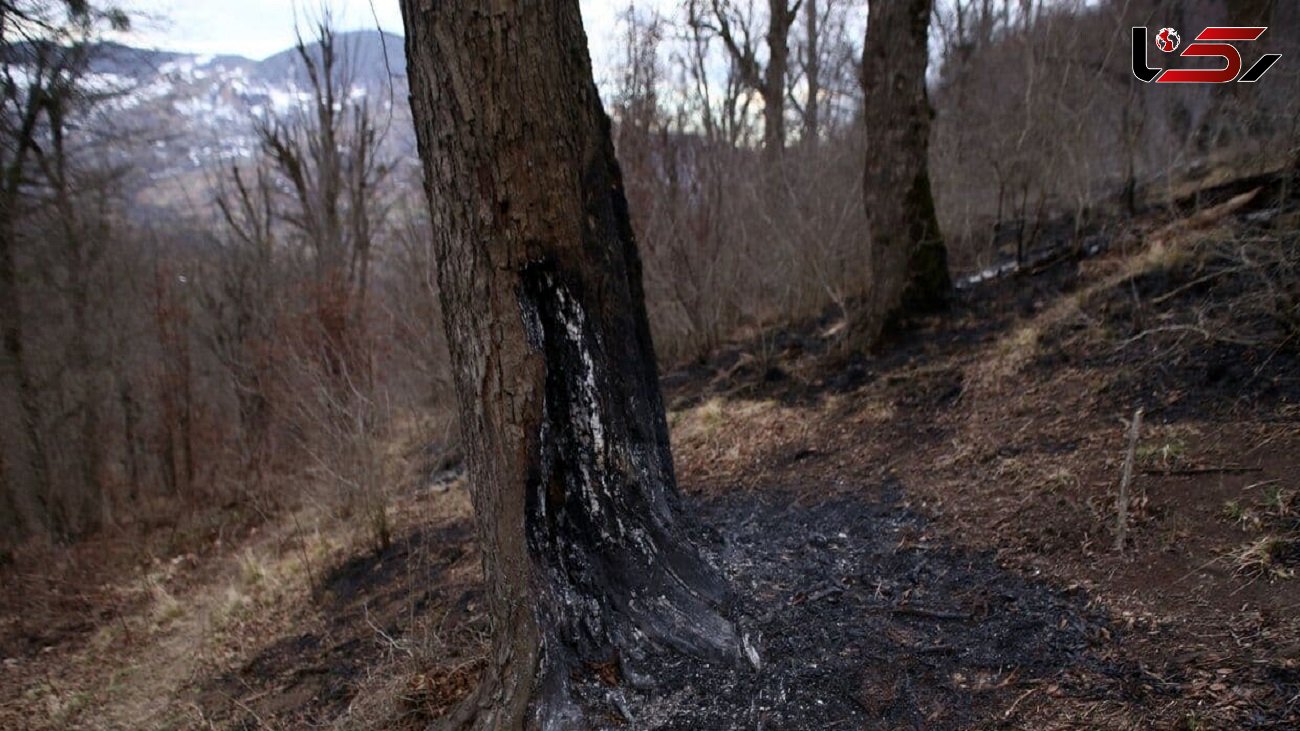 دومین آتش سوزی جنگل های چالوس خاموش شد / 1.5 هکتار از  جنگل ساتره از بین رفت 