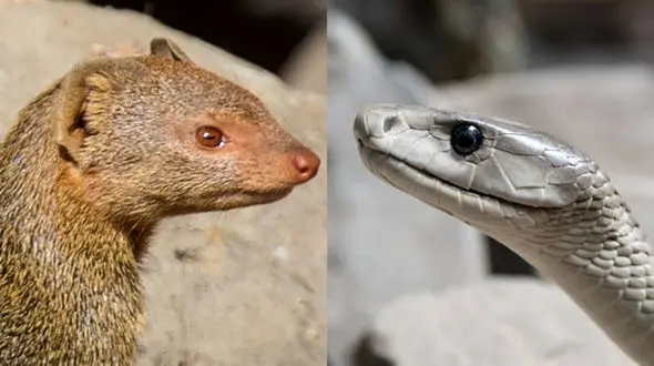 چرا نیش مار خدنگ را نمی‌کشد؟ / نبرد نفس‌گیر با مامبای سیاه