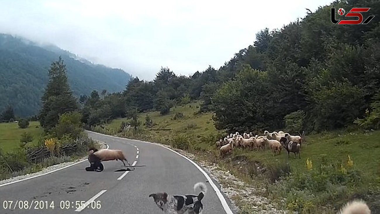 فیلم باورنکردنی از حمله گوسفندان وحشی به چوپان+تصاویر