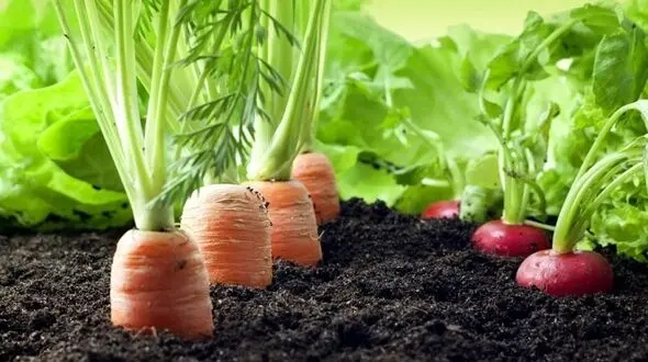 هویج خاصیت کالری سوزی ندارد!