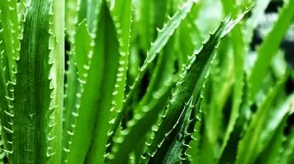 خواص شگفت انگیز آلوئه ورا برای درمان بیماری ها