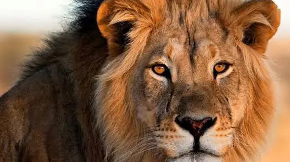 از اهلی شدن شیر تا حمله گله شیر ها به گاومیش