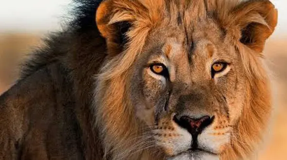 از اهلی شدن شیر تا حمله گله شیر ها به گاومیش