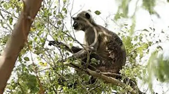 فیلم وحشتناک از مرگ یک زن در حمله میمون + فیلم / هند