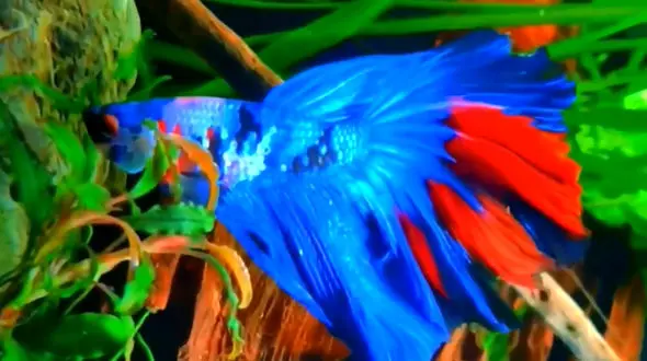 زیبایی این ماهی را ببینید / فیلم