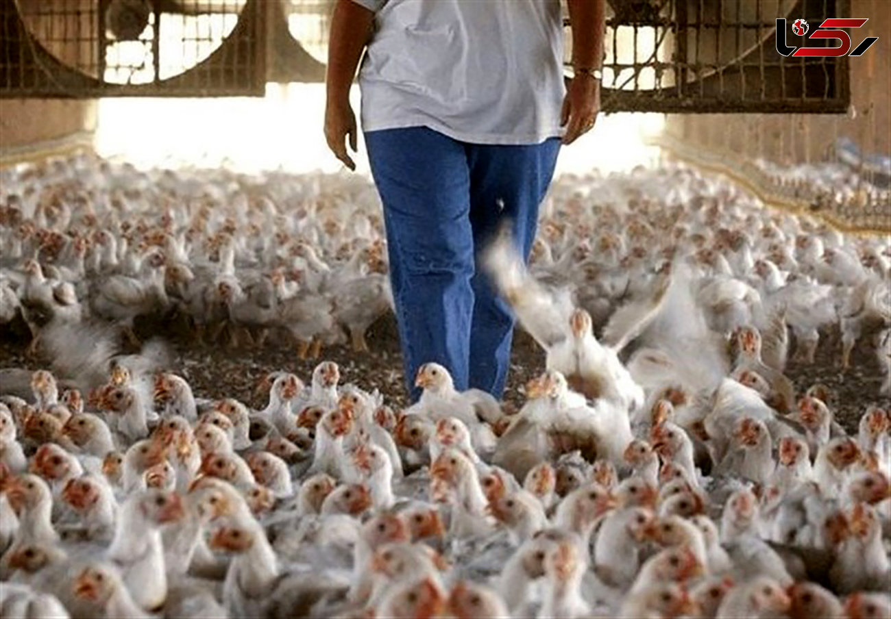 تولید مرغ ظرفیت افزایش ۴۰درصدی دارد
