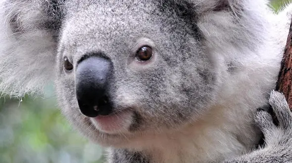 از چشم‌های هوشیار روباه تا لحظه‌های ناب؛ کوالا و بچه‌اش 