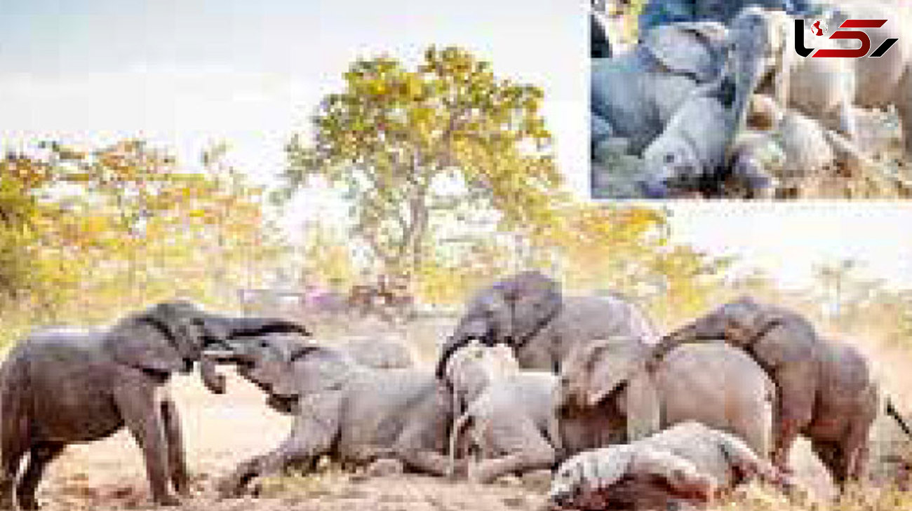 عکس های دیدنی از بازیگوشی فیل های آفریقایی
