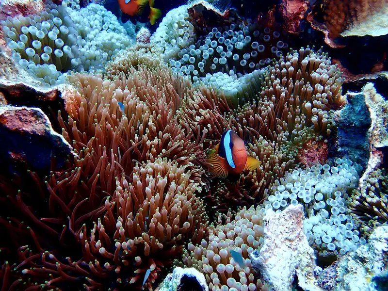 کلونی مرجانی استرالیا۴