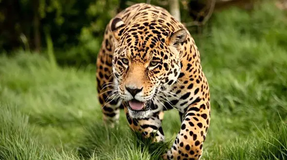 پلنگ مرد 52 ساله را درید / در ارتفاعات ماسوله رخ داد