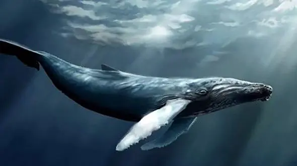 صدای اسرارآمیز نهنگ تنهایی + فیلم