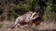 فیلم دیدنی از شکار گوزن یالدار توسط شیر + فیلم
