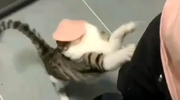 غذارسانی یا حیوان آزاری؟ + فیلم