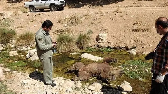 دستگیری عامل کشتار خرس در  مشگین‌شهر 