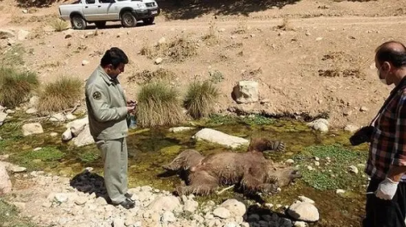 دستگیری عامل کشتار خرس در  مشگین‌شهر 
