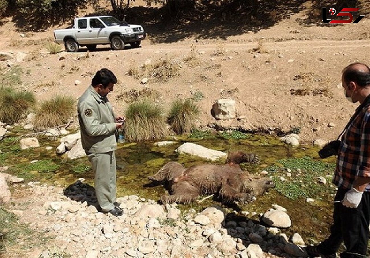 دستگیری عامل کشتار خرس در  مشگین‌شهر 