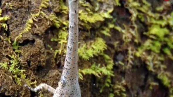 کشف حشراتی با سر شبیه درخت + عکس