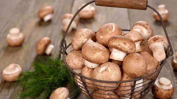 آقایان قارچ بخورند!