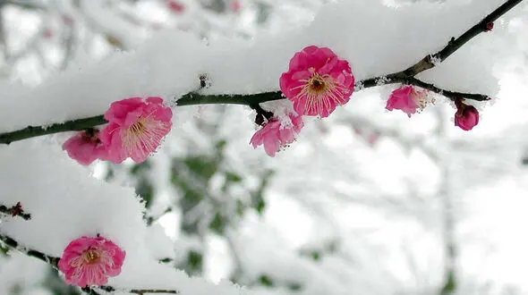 سرما چه تاثیری بر خلق و خو دارد؟/ترفندهای داشتن زمستانی شاد