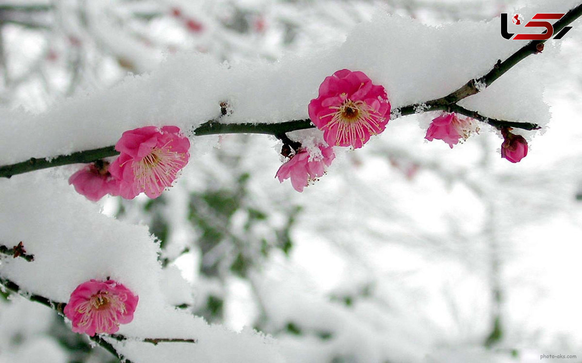 سرما چه تاثیری بر خلق و خو دارد؟/ترفندهای داشتن زمستانی شاد