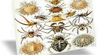 نگرانی‌ در مورد احتمال انقراض ۴۰ درصد از گونه‌های حشرات