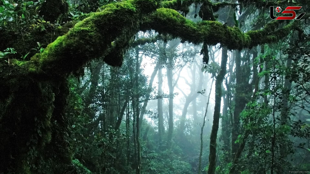 تا پایان قرن بیست و یکم 80 درصد از جنگل های بارانی آمازون از بین می روند