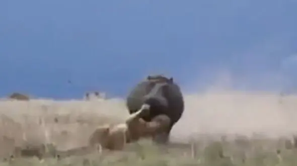 حمله شیر ماده به اسب آبی خواب آلود +عکس