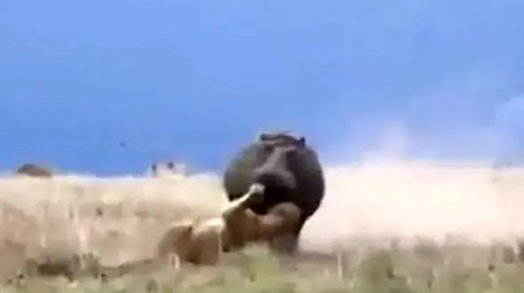 حمله شیر ماده به اسب آبی خواب آلود +عکس