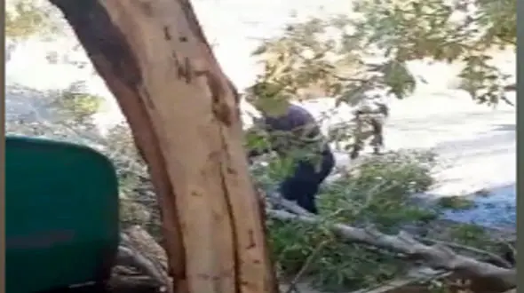 صحنه تأسف‌بار قطع درختان در آشتیان + فیلم