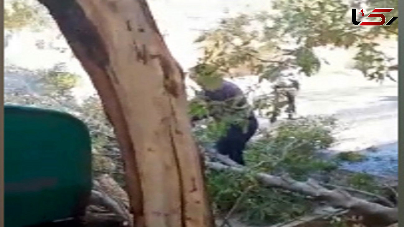 صحنه تأسف‌بار قطع درختان در آشتیان + فیلم